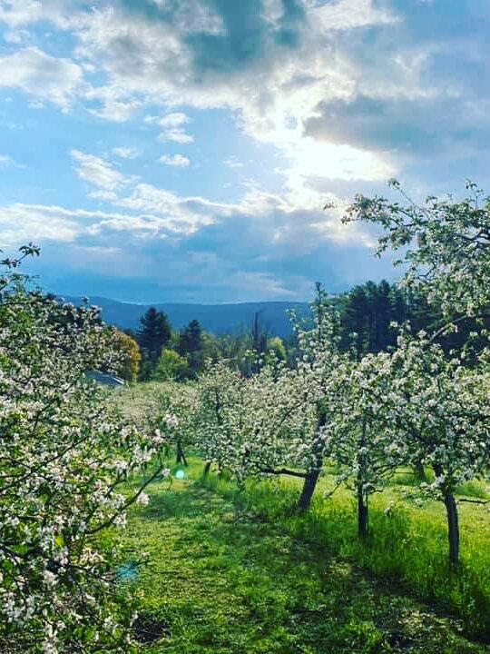 happy valley orchard in spring